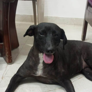 A Black Indie Dog Missing from Dwarka, New Delhi