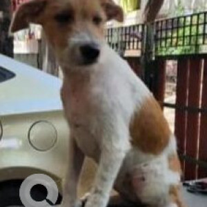 A White-Brown Mix Indie Dog Missing from Chennai