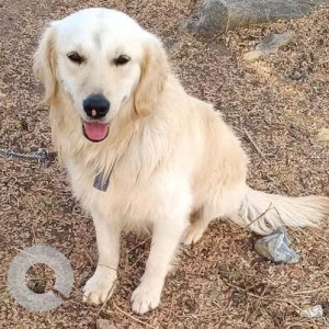 Found: White Male Indie Dog from Bengaluru