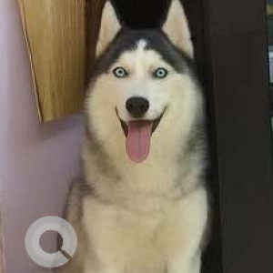 A Black and White Husky Dog Missing from Rama Krishna Puram, New Delhi