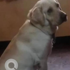Missing: White-Brown Mix Male Labrador Dog from Kammanahalli/ Kalyan Nagar
