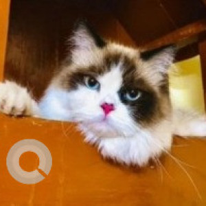 Missing: White-Brown Mix Male Ragdoll Cat from Sadashivangar lower palace orchards