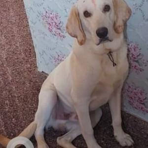 Missing: White Male Labrador Dog from Vajarahalli, Tatguni, Agara, Jyothi Kendria Vidyalaya road