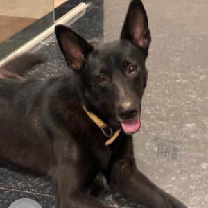 Missing: Black and Brown Male German Shepherd cross Dog from Bengaluru near railway underpass