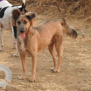 A Black and Brown Indie Dog Missing from Rambaug Colony, Pune