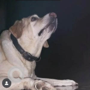 A White-Brown Mix Labrador Dog Missing from Villivakkam, Chennai
