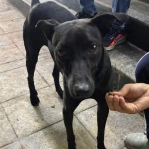 A Black Indie Dog Found from Banaswadi, Bengaluru