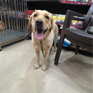 A White Labrador Dog Found from Sarojini Nagar, Sarojini Nagar