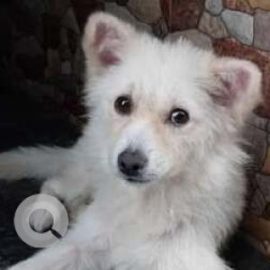 Missing: White Male Pomeranian Dog from Ramnagar, Shadal Baba, Yerwada