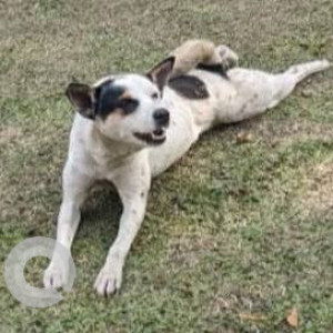 Missing: Black and White Female Indie Dog from IIM Calcutta, Joka, Kolkata
