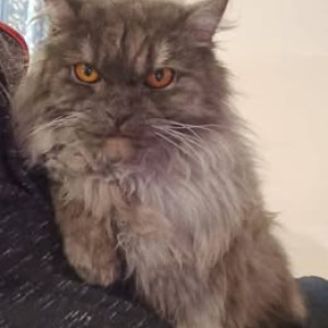 Missing: Grey Male Indie Cat from Khesepark lohegaon survey no. 253 lane no. 2