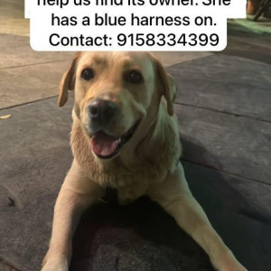 A Golden Labrador Dog Found from Kothrud, Pune