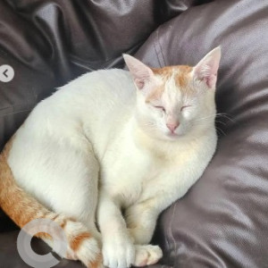 A White-Brown Mix Indie Cat Missing from Halasuru, Bengaluru