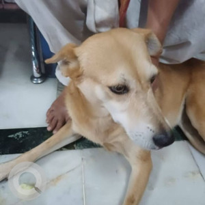 Missing: Brown Female Indie Dog from Yerwada Tarkeshwar Mandir