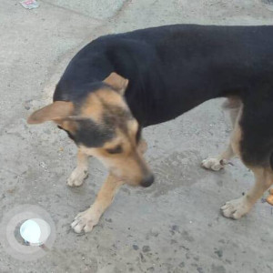 Found: Black and Brown Male Indie Dog from St rocks college.  D. N. Mhatre Road Eksar Borivali West