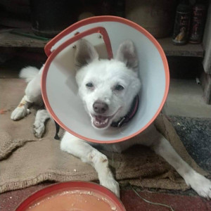 Missing: White Female Indie Dog from Rashmi Tailors, Jawahar Nagar, Goregoan (West), Mumbai