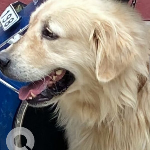 A White Labrador Dog Found from Ward 97 Somajiguda, Hyderabad