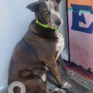 A Black and White Indie Dog Missing from Jeevan Bima Nagar, Bengaluru