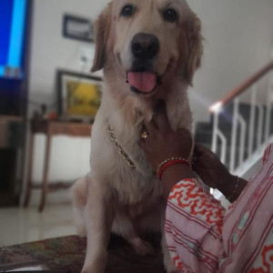 Missing: White Male Golden Retriever Dog from Singaravellar Street, Neelankirai