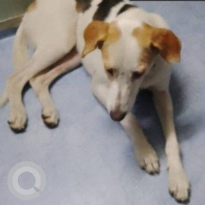 Missing: White-Brown Mix Male Indie Dog from Malvani Block no. 4,  Malad