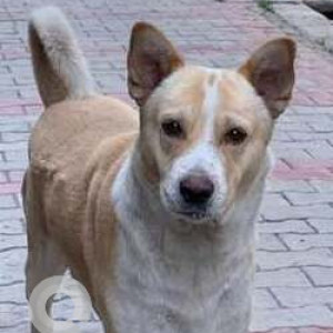 Missing: White-Brown Mix Male Indie Dog from Mayur Vihar Phase 1, Pocket 1, Outside House No. 209