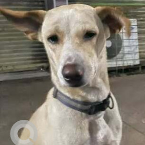 Missing: White Male Indie Dog from Sector New 50 Seawoods