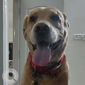 A Brown Labrador mix Dog Missing from Chamrajpet, Bengaluru