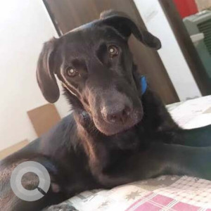 Missing: Black Male Labrador mix Dog from Nilothi Mode near Choudhary garden Nangloi