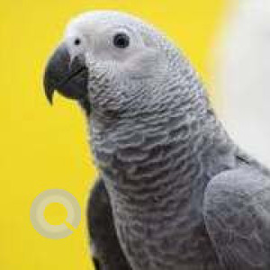 Missing: Grey Male African Grey Parrot Bird from Orlem, Malad West