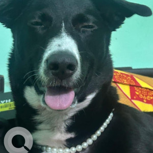 Missing: Black and White Male Indie Dog from M Block, Near Kala Mata Mandir, Shakurpur