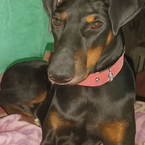 A Black and Brown Doberman Dog Missing from Madipakkam, Chennai