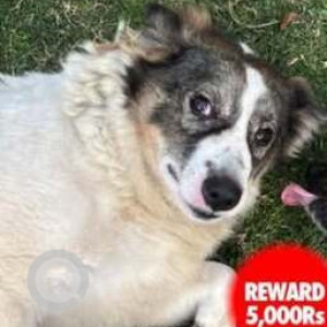 Missing: White-Brown Mix Female Indie Dog from New Ashok Nagar, Delhi