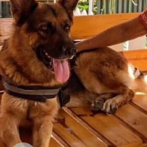 A Black and Brown German Shepherd Dog Missing from Delta III, Greater Noida