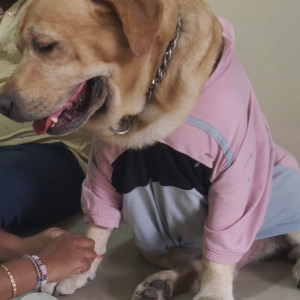 Missing: Golden Male Labrador Dog from Sahakar Nagar, Padmavati area