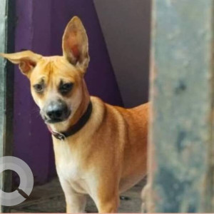 A White-Brown Mix Indie Dog Missing from Kolathur, Chennai