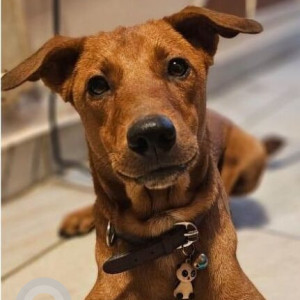 Missing: Brown Male Indie Dog from Khan saheb Indiranagar, Bengaluru