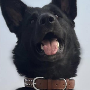 Missing: Black Female German Shepherd Dog from Barshaini Dam