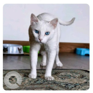 Missing: White Male Indie Cat from Songbirds society, Bhugaon