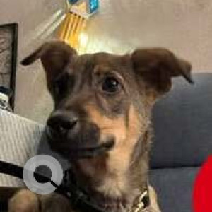 Found: Black and Brown Male Indie Dog from Pune