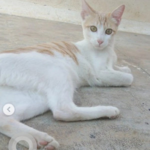 Missing: White and Grey Female Indie Cat from Kamalanagar behind Shankar nag Bus stop