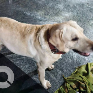 Missing: Black and Brown Male German Shepherd Dog from Warje Malavadi, Pune