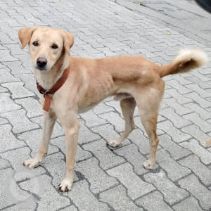 Found: Brown Male Indie Dog from Magarpatta area