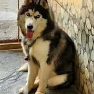 Missing: Black and White Male Husky Dog from Kannamangala, Whitefield-Hoskote Road