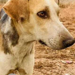Missing: Black and Brown Male Indie Dog from Kothrud Depo to Eklavya Chowk,DP Road