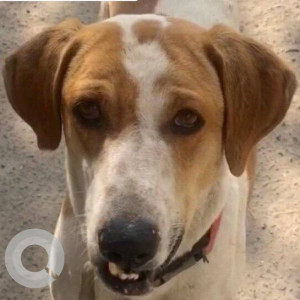 Missing: White-Brown Mix Male Indie Dog from Greater Noida West
