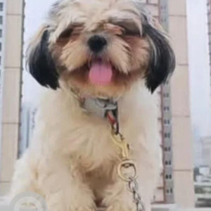 Missing: White-Brown Mix Female Shih Tzu Dog from Gandipet