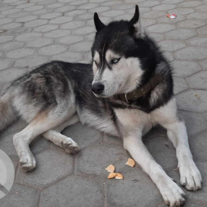 Found: White and Grey Male Husky Dog from Bijeshwori Kathmandu