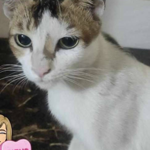 Missing: White-Brown Mix Female Indie Cat from Chembur Camp Crime Branch