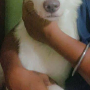 Missing: White Male Indian Spitz Dog from Agaason Fatak
