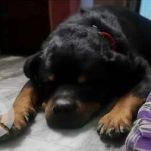 A Black and Brown Rottweiler Dog Found from Vasant Vihar, New Delhi